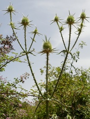 Dipsacus ferox