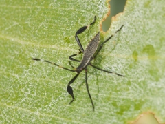 Amorbini