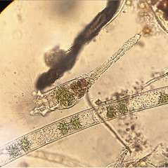 Collotheca