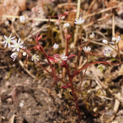 Sedum caeruleum