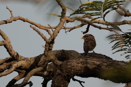 Yellow-billed Shrike