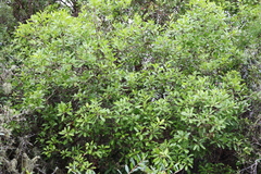 Lithraea brasiliensis