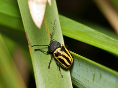 Cadmus australis