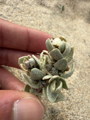 Atriplex leucophylla, photograph (c) Rajan Rao, some rights reserved (CC BY)