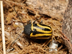 Cadmus australis