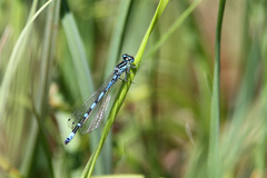 Coenagrion ornatum