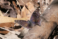 Junonia rhadama