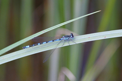 Coenagrion ornatum