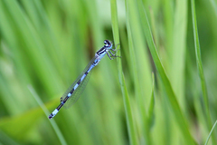 Coenagrion ornatum