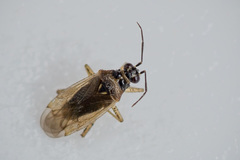 Dicyphus globulifer