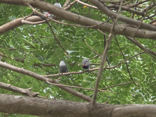 Estrilda caerulescens, 2025-12-15