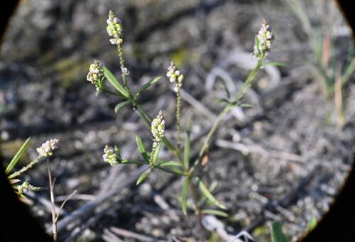 Polygala verticillata iNat (1)