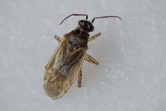 Dicyphus globulifer
