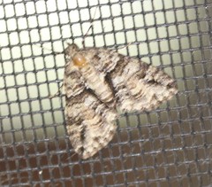 Polyclysta hypogrammata