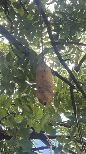 Sausage tree
