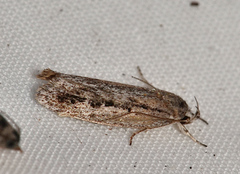 Eulechria xeropterella