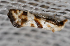 Cochylimorpha woliniana