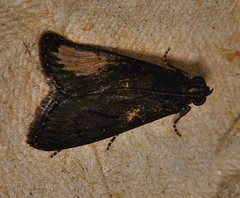 Stericta carbonalis