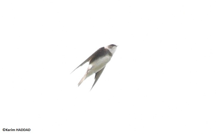 Sand Martin