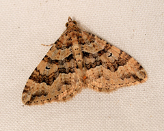 Epyaxa agelasta