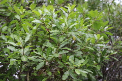 Lithraea brasiliensis
