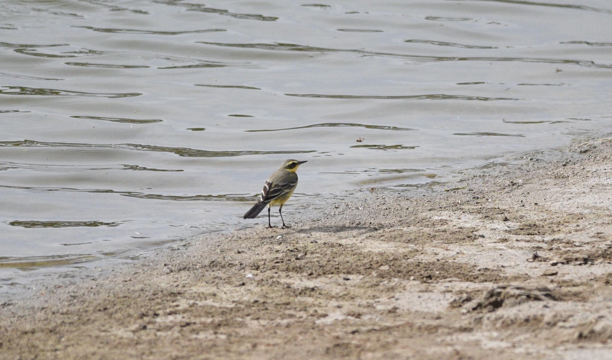Eastern Yellow Wagtail
