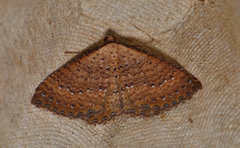 Chrysolarentia microcyma