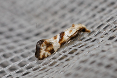 Cochylimorpha woliniana