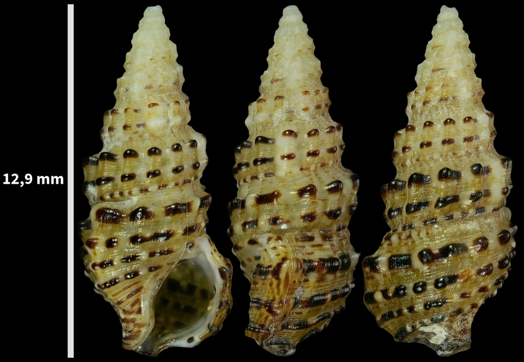 Cerithium scabridum
