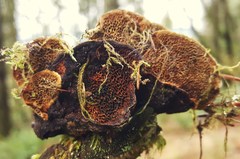 Porodaedalea gilbertsonii