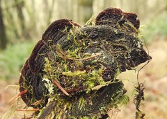 Porodaedalea gilbertsonii