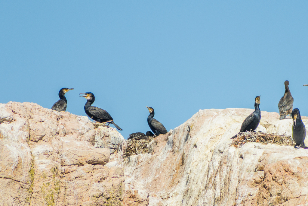 Great cormorants resting on a rocky ledge at a nesting site