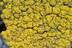 Candelariella xanthostigma