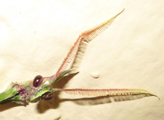 Empusa