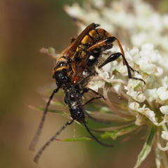 Stenopterus ater