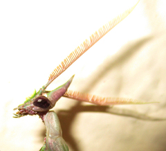 Empusa
