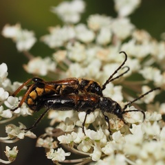 Stenopterus ater