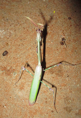 Empusa