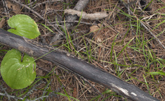 Carex subumbellata