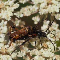 Stenopterus ater