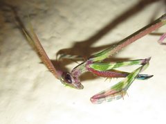 Empusa