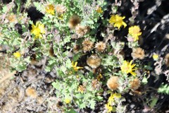 Rayjacksonia phyllocephala