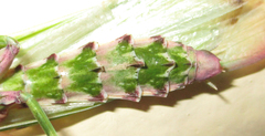 Empusa