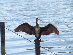 Phalacrocorax carbo