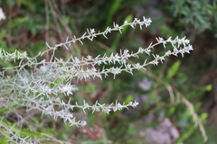 Baccharis ochracea