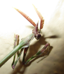 Empusa