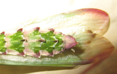 Empusa