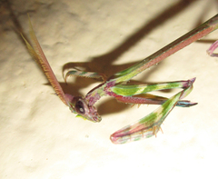 Empusa