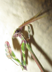 Empusa