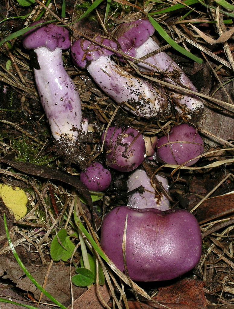 Phlegmacium sp. 'eucalypt purple'